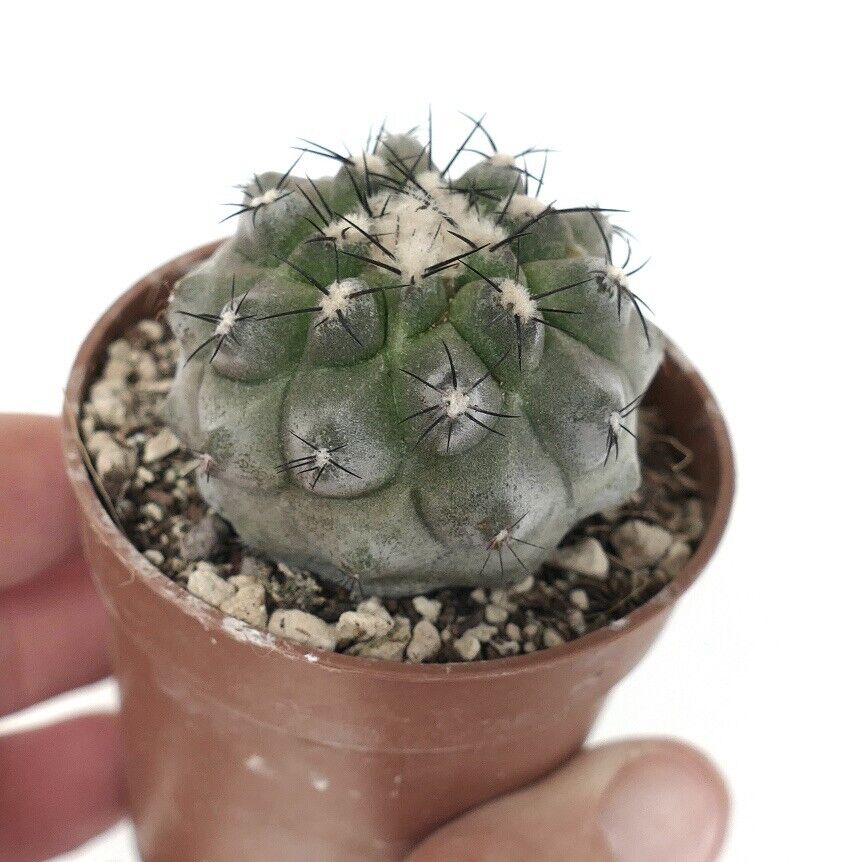 Copiapoa cinerea X Copiapoa hypogaea 75B