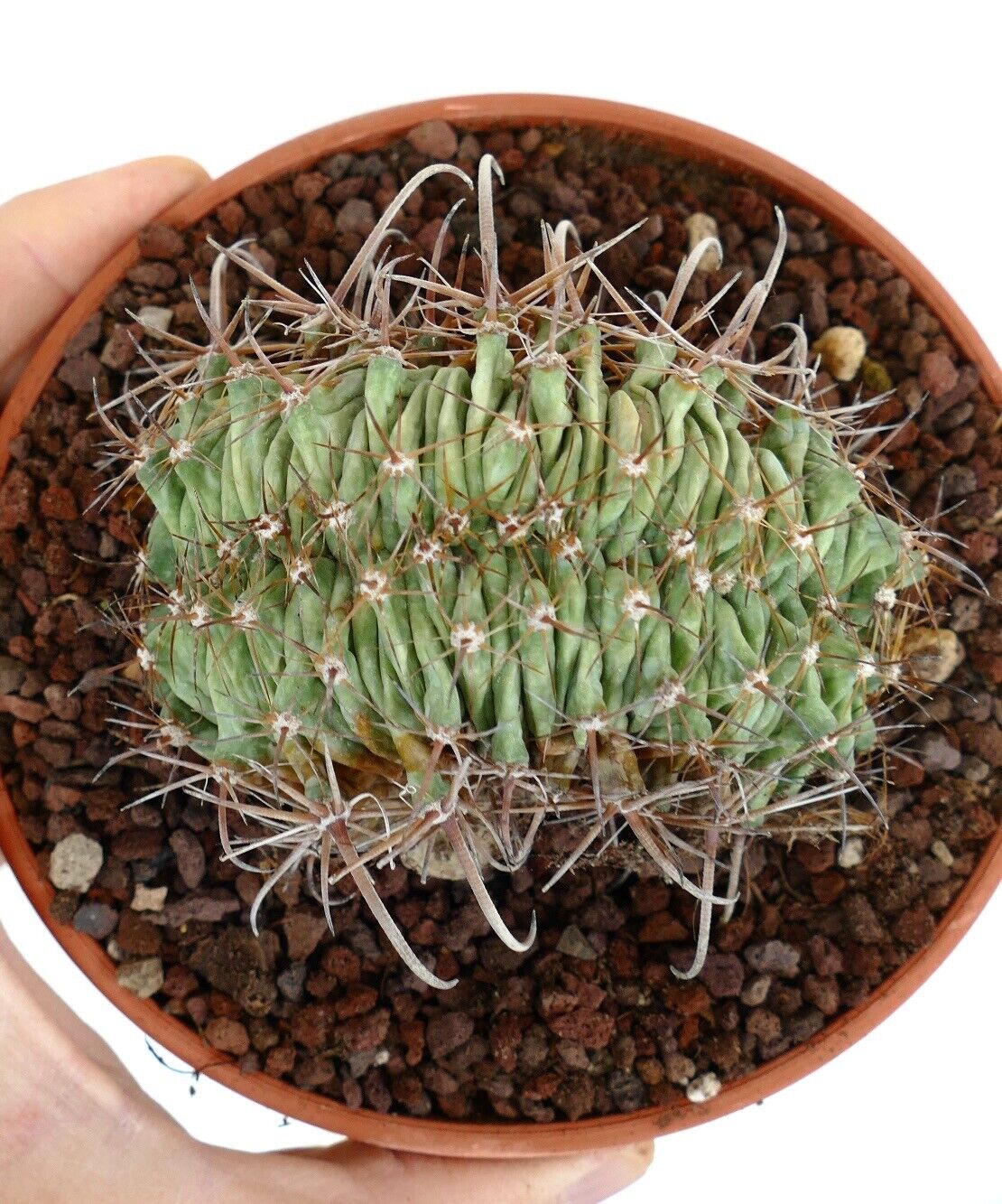 Ferocactus horridus CRESTED