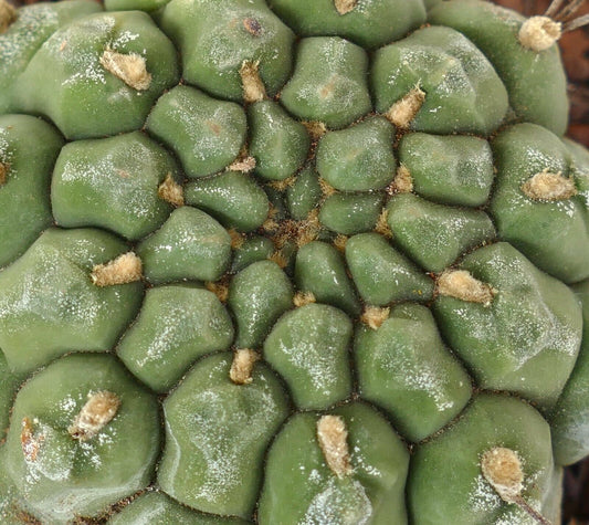 Gymnocalycium saglionis NUDUM AA1