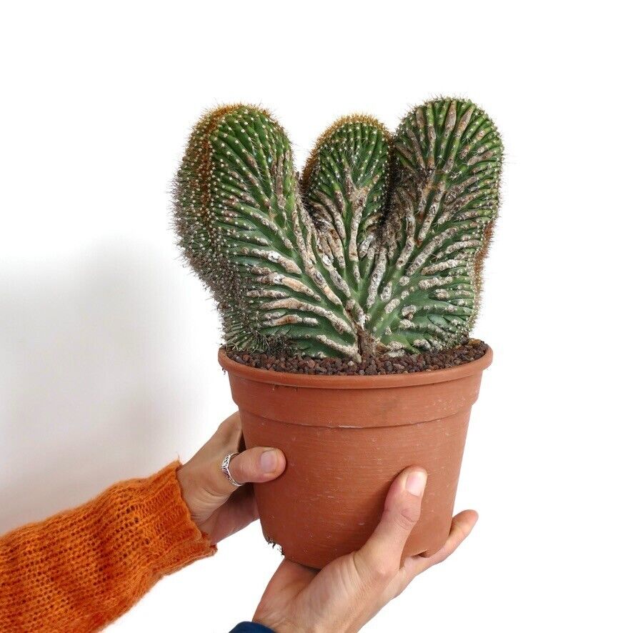 Carnegiea polylopha CRESTED SAGUARO 15HD