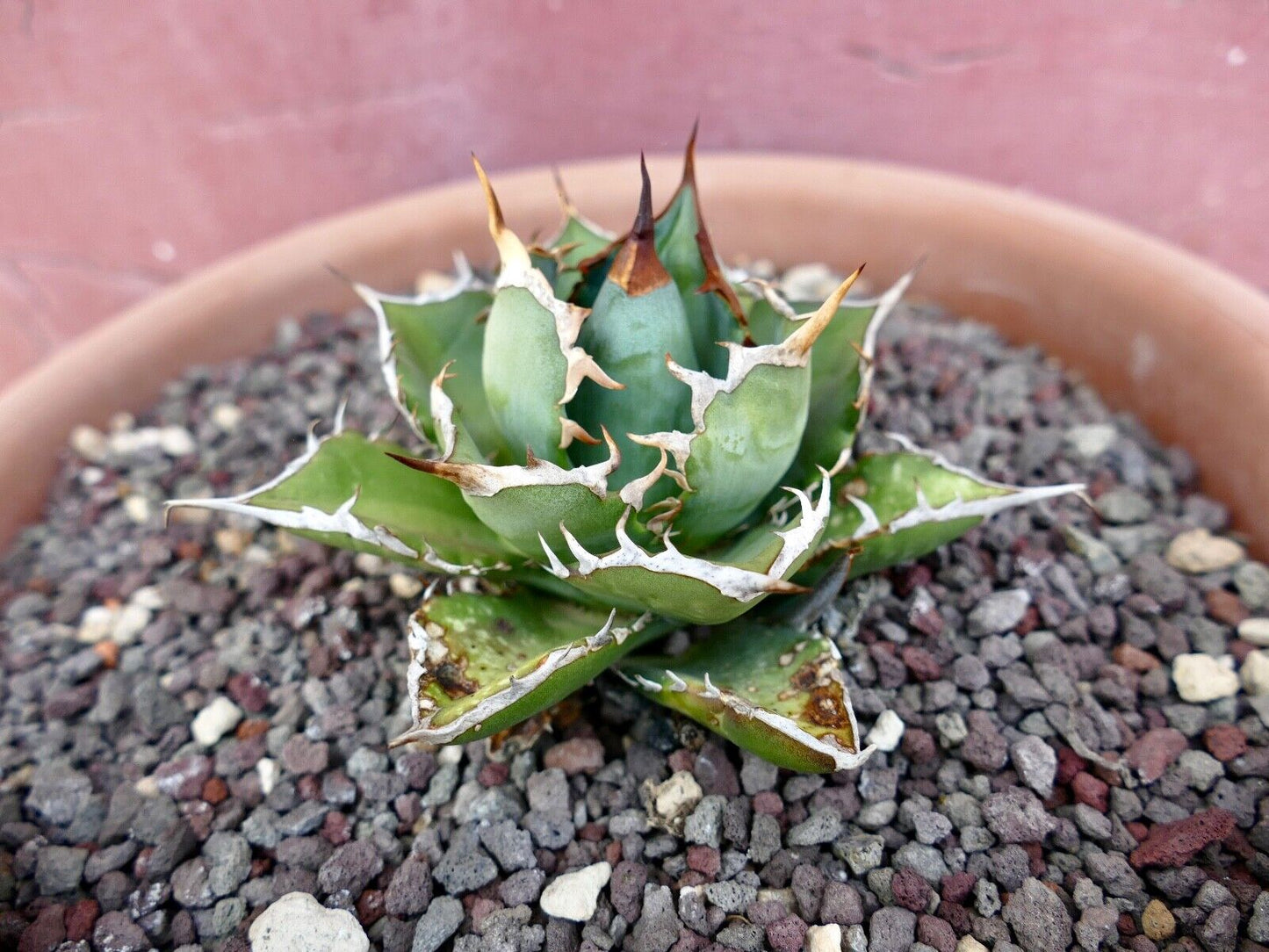 Agave titanota COMPACT & WILD STRONG SPINES 95L