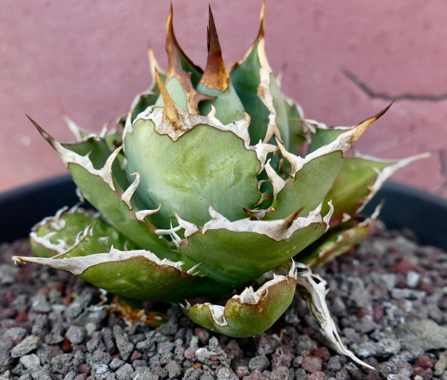 Agave titanota clone PANCOTTI 10B