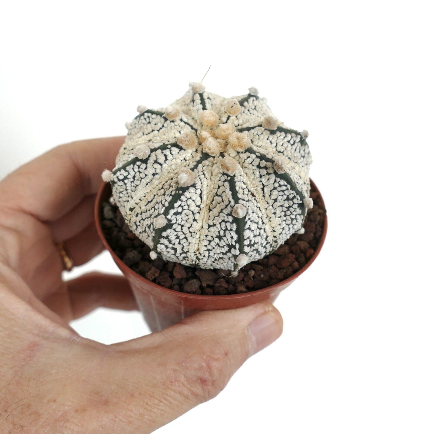 Astrophytum SUPERKABUTO x COAHUILENSE hybrid VV101