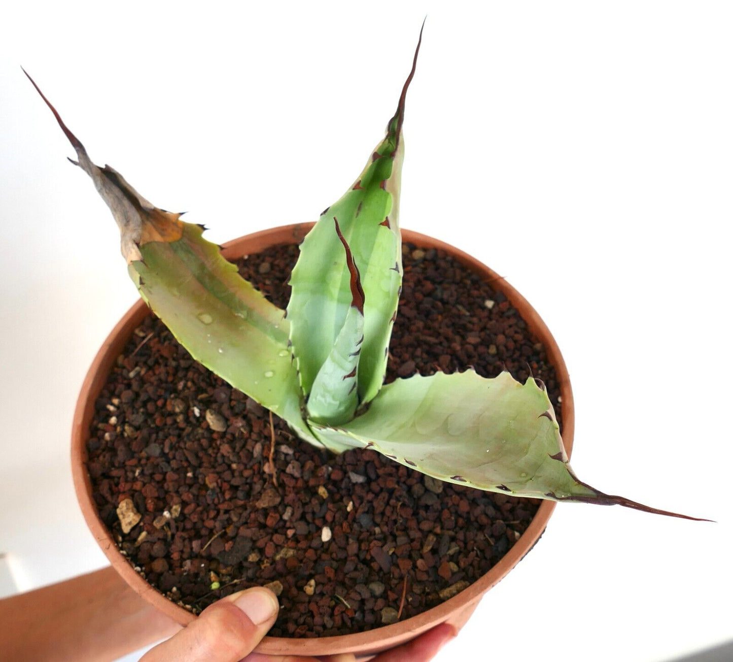 Agave bovicornuta X Agave utahensis (Mr Corsi) VARIEGATED N13