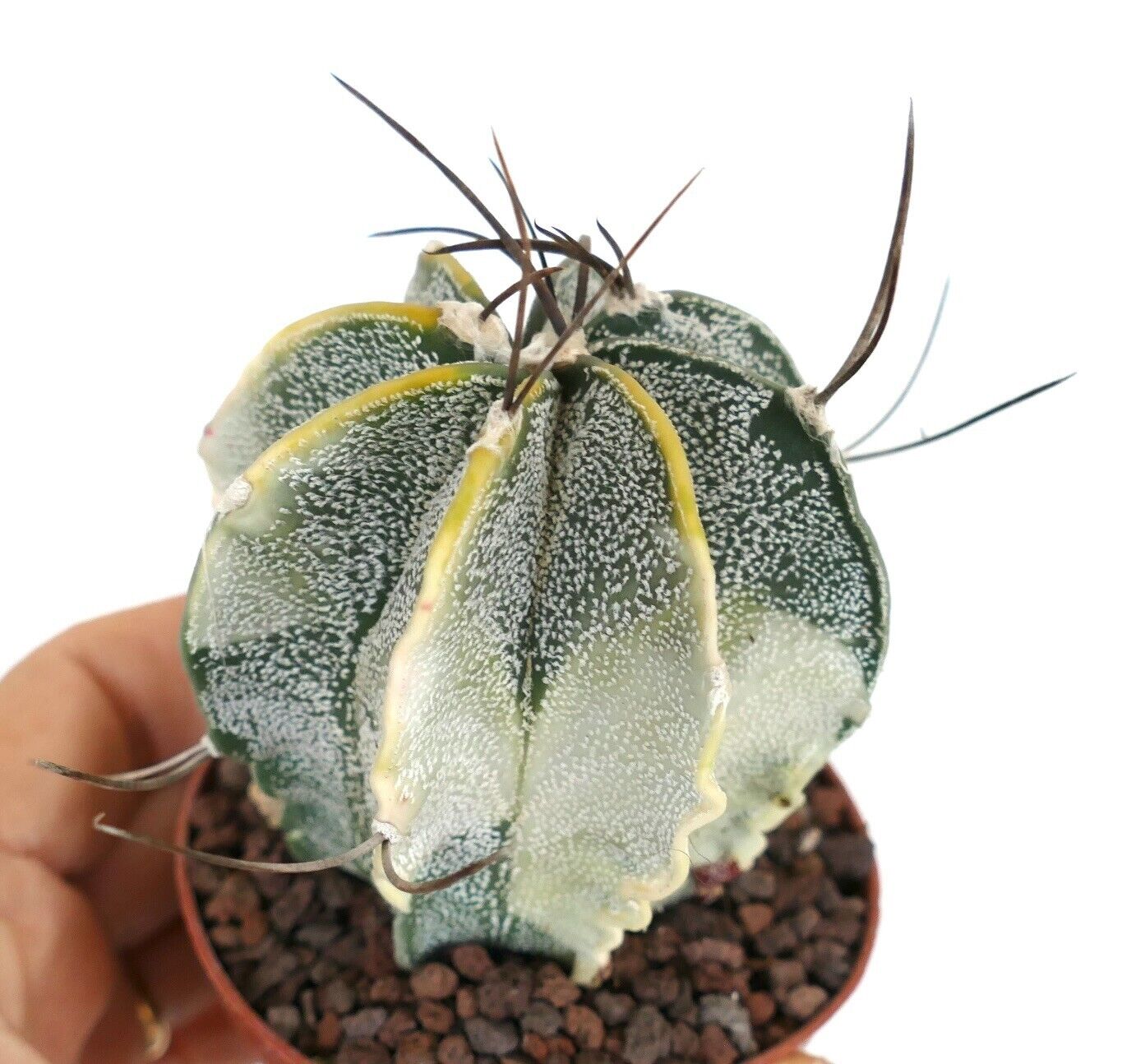 Astrophytum capricorne crassispinum YELLOW WHITE VARIEGATED TL4