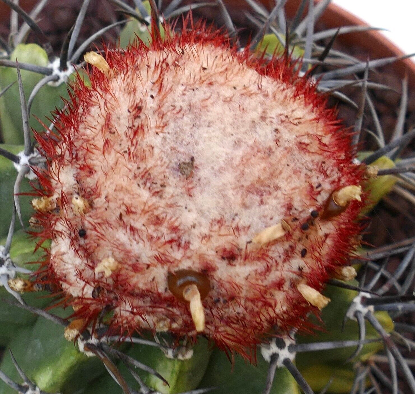 Melocactus bahiensis subs. amethystinus B25