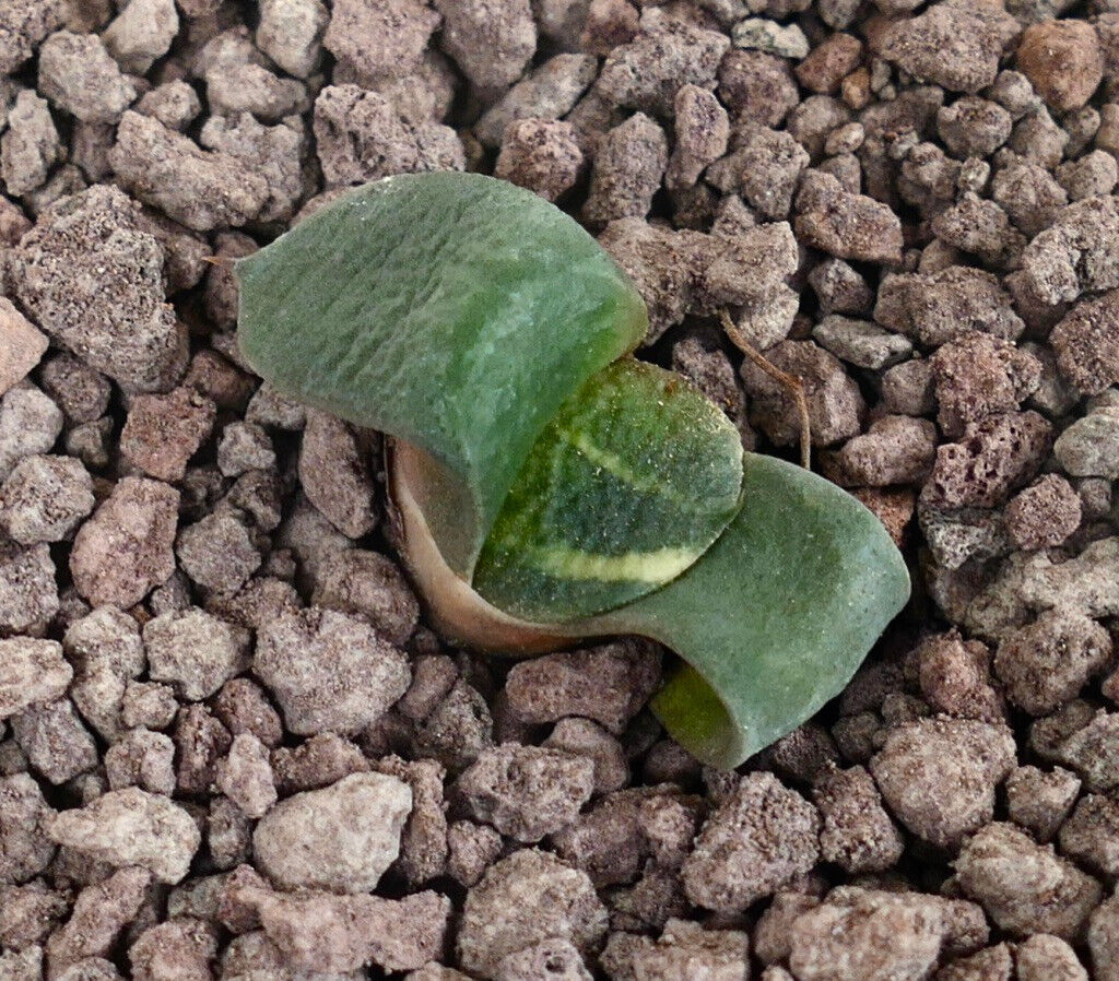 Gasteria armstrongii cv ZEUS AB4