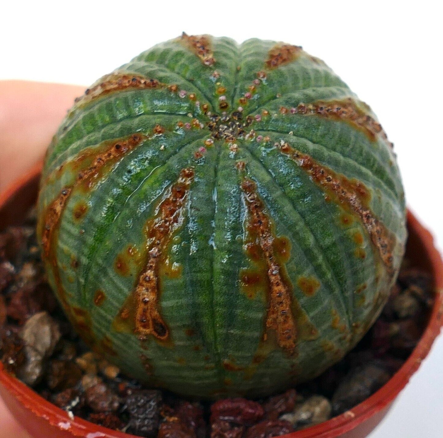 Euphorbia obesa SELECTED PATTERNS 5KP