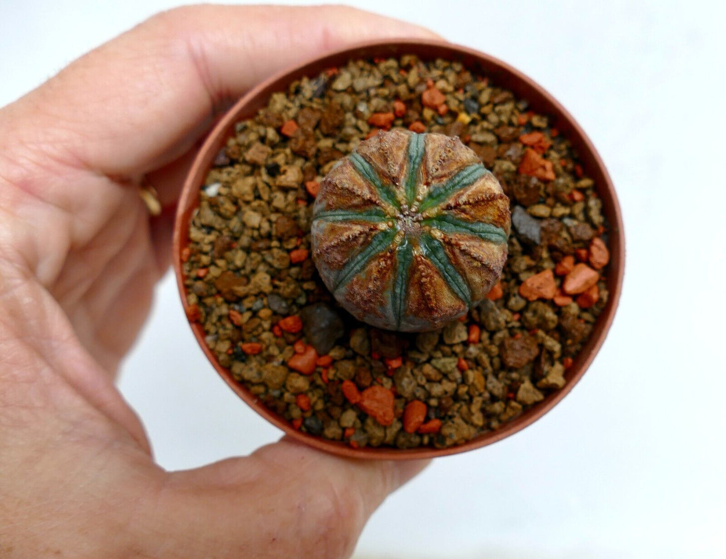 Euphorbia obesa BROWN ARROWS K5