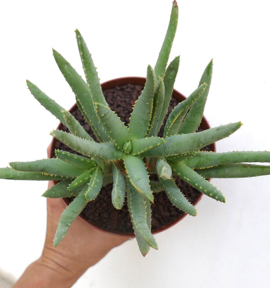 Aloidendron dichotomum (syn. Aloe dichotoma) EX2