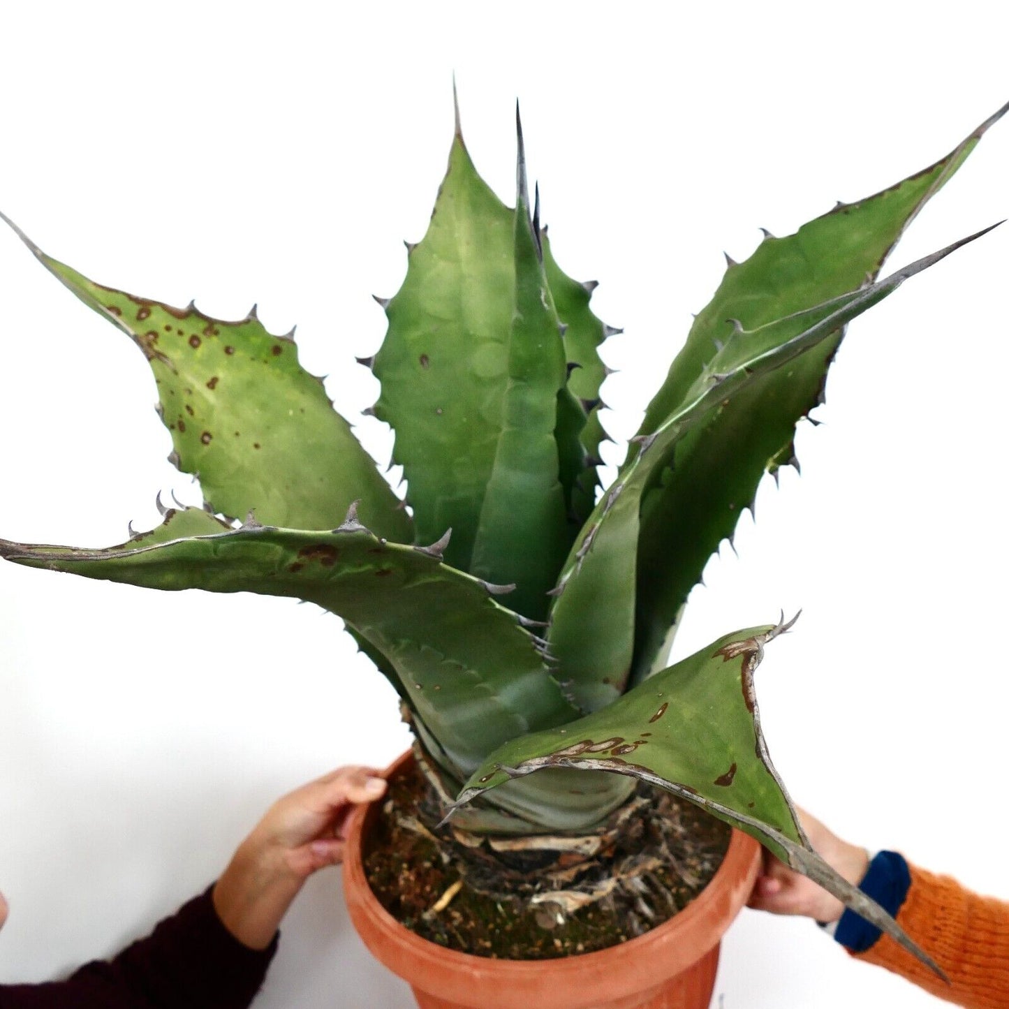 Agave ferox clone OLYMPIA (ex Van Dyck, Netherlands)