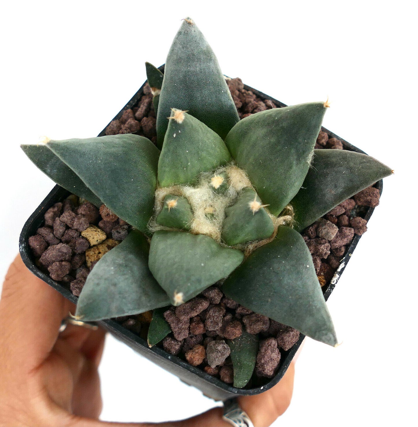 Ariocarpus trigonus X retusus (unusual final spine) HYBRID M5