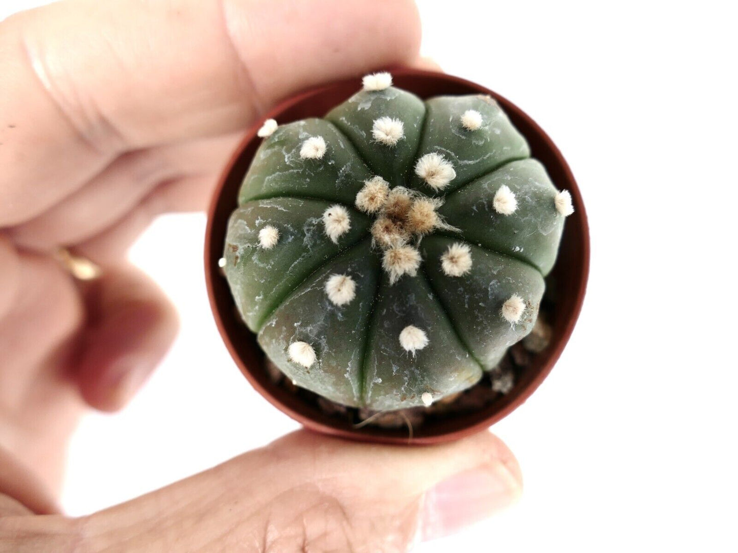 Astrophytum asterias cv OIBBO nudum 25