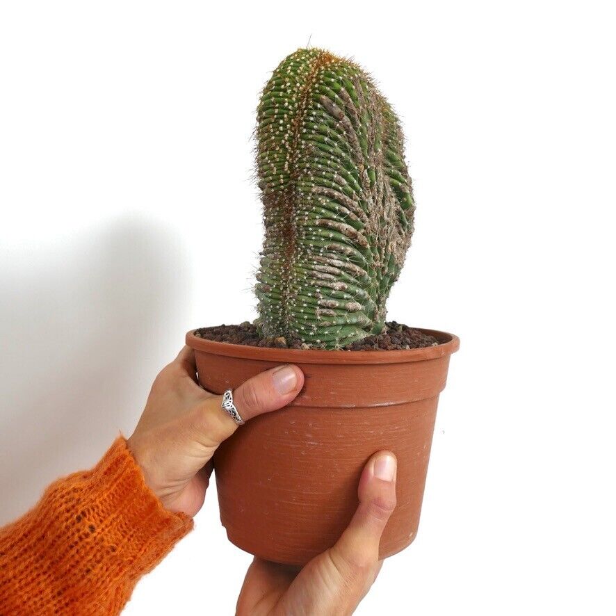 Carnegiea polylopha CRESTED SAGUARO 15HD