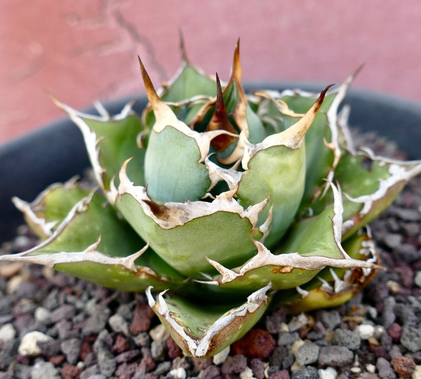 Agave titanota C81A