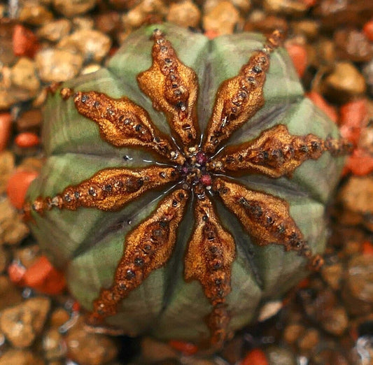 Euphorbia obesa SUPER BROWN PATTERNS 33LJ