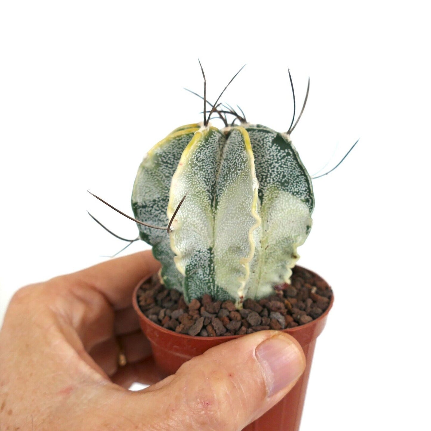 Astrophytum capricorne crassispinum YELLOW WHITE VARIEGATED TL4