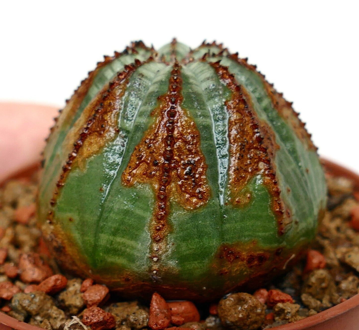 Euporbia obesa BROWN ARROW 6003