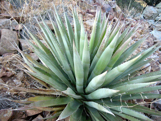 Agave palmeri LZ1025 SEMI