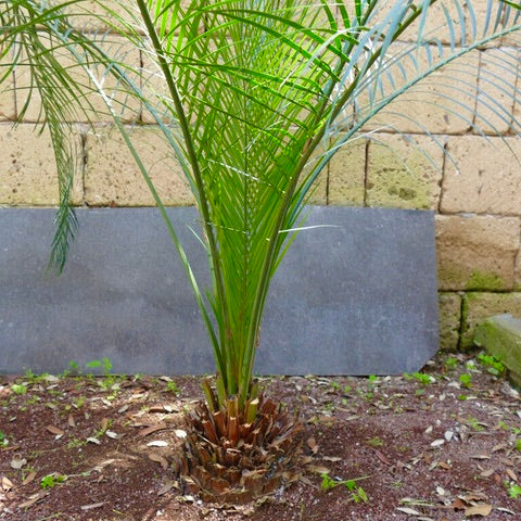 Macrozamia mountperriensis 26 cm (caudex)