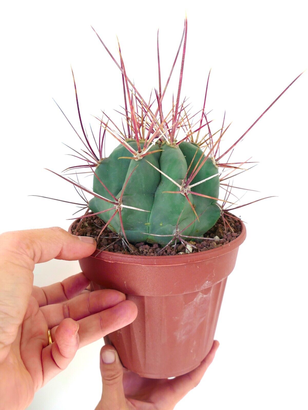 Ferocactus rectispinus 28A