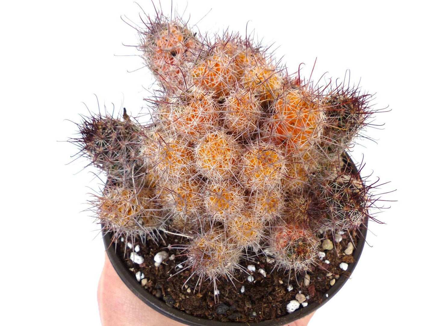 Mammillaria yaquensis VARIEGATA SEMI