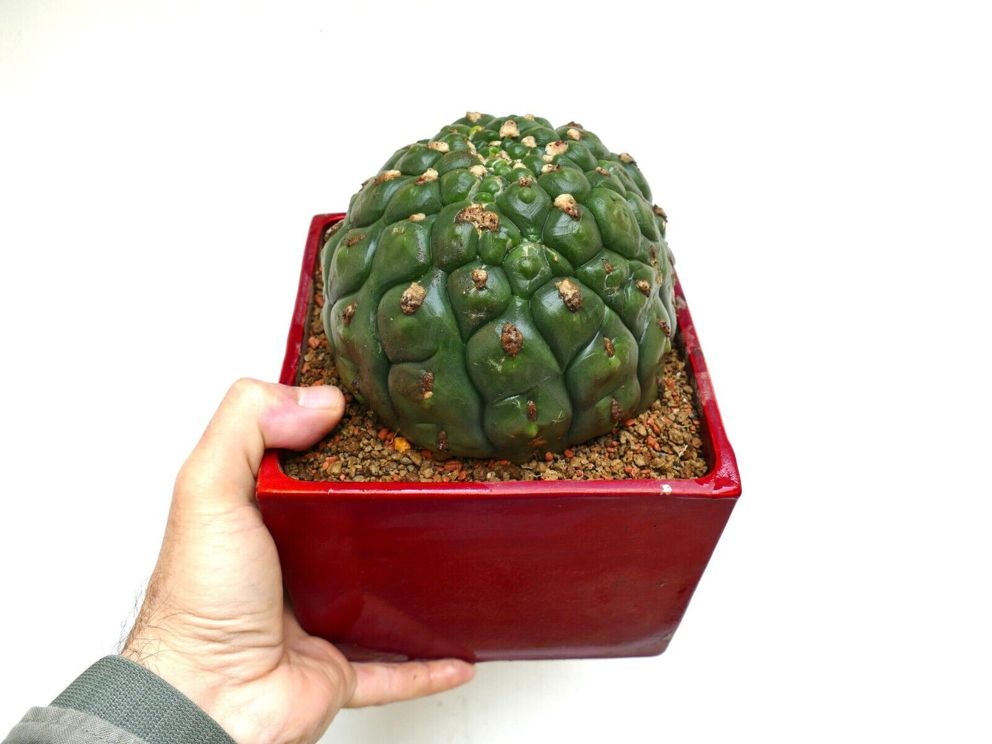 Gymnocalycium saglionis cv HULK nudum monstruosus