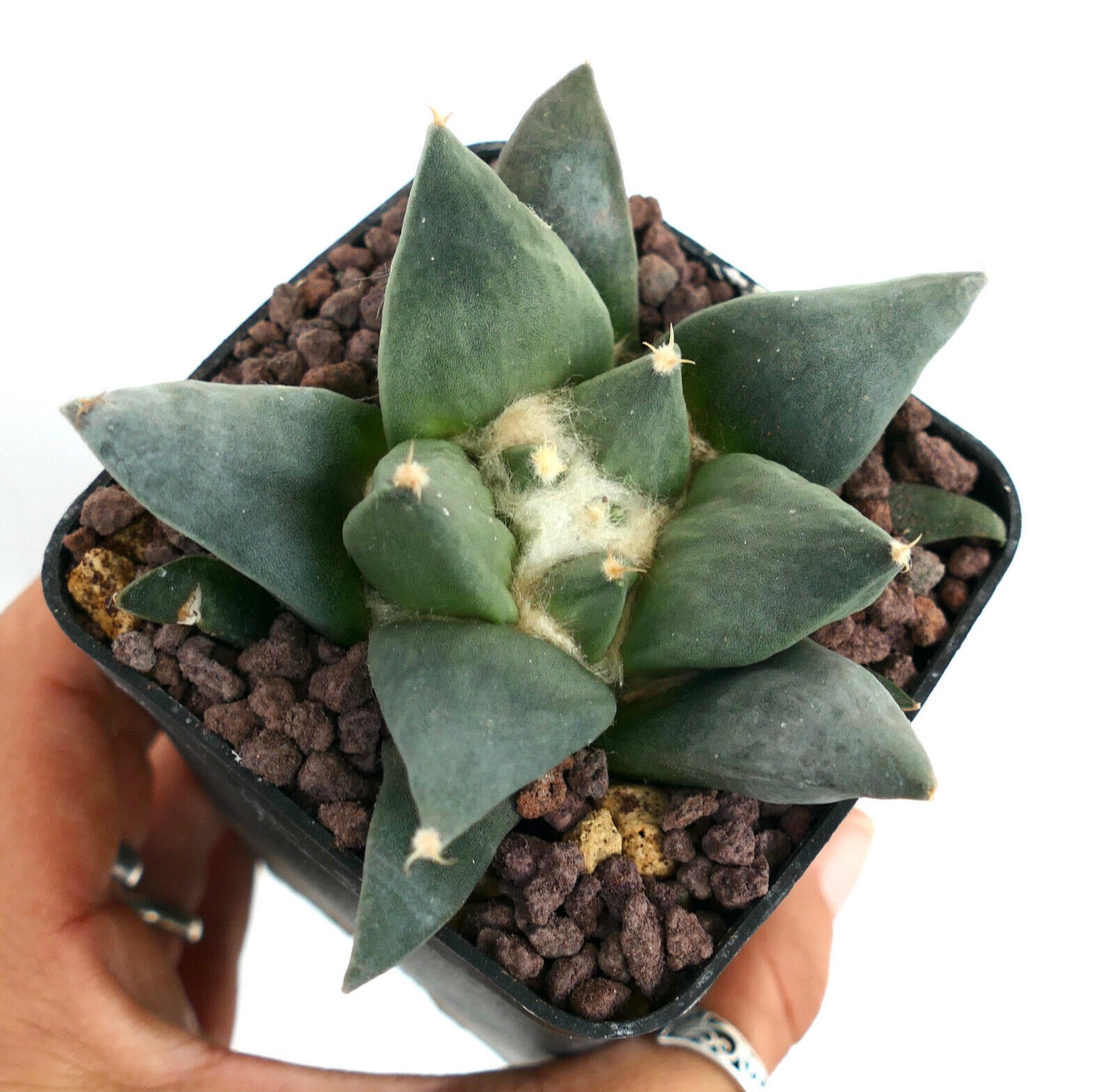 Ariocarpus trigonus X retusus (unusual final spine) HYBRID M5