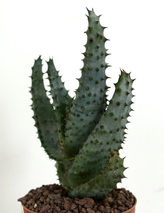 Aloe marlothii 9198