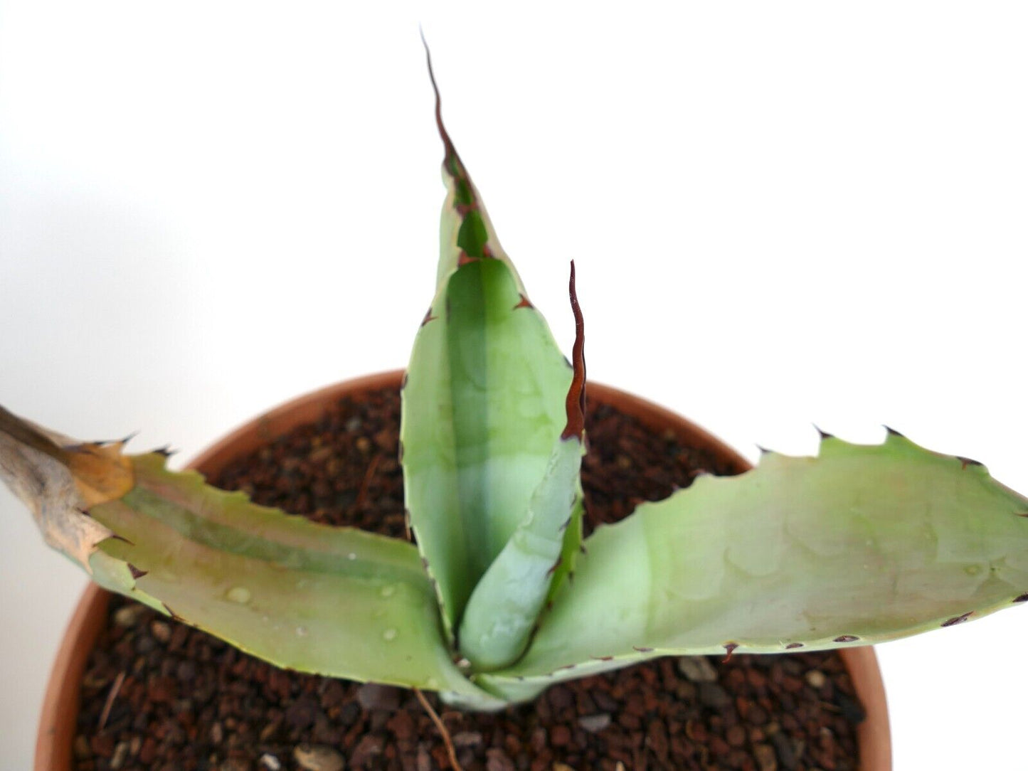 Agave bovicornuta X Agave utahensis (Mr Corsi) VARIEGATED N13