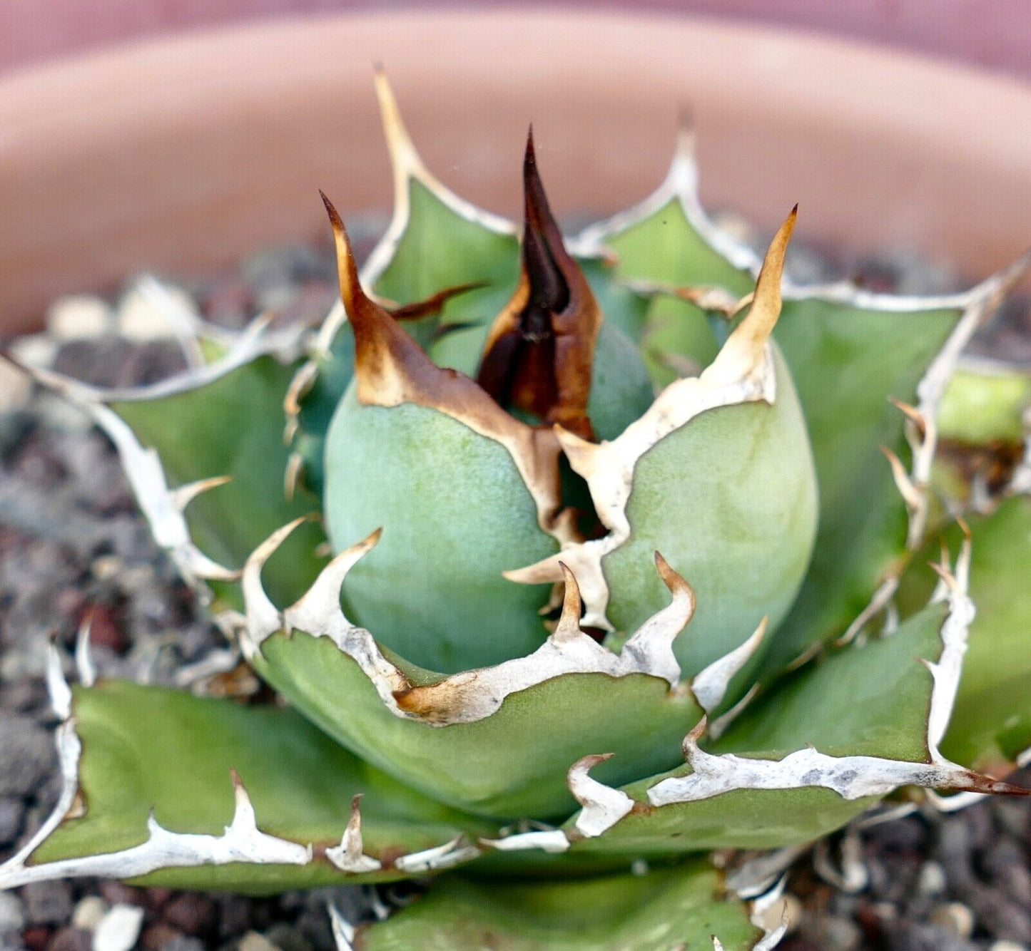 Agave titanota COMPACT & WILD STRONG SPINES 95L