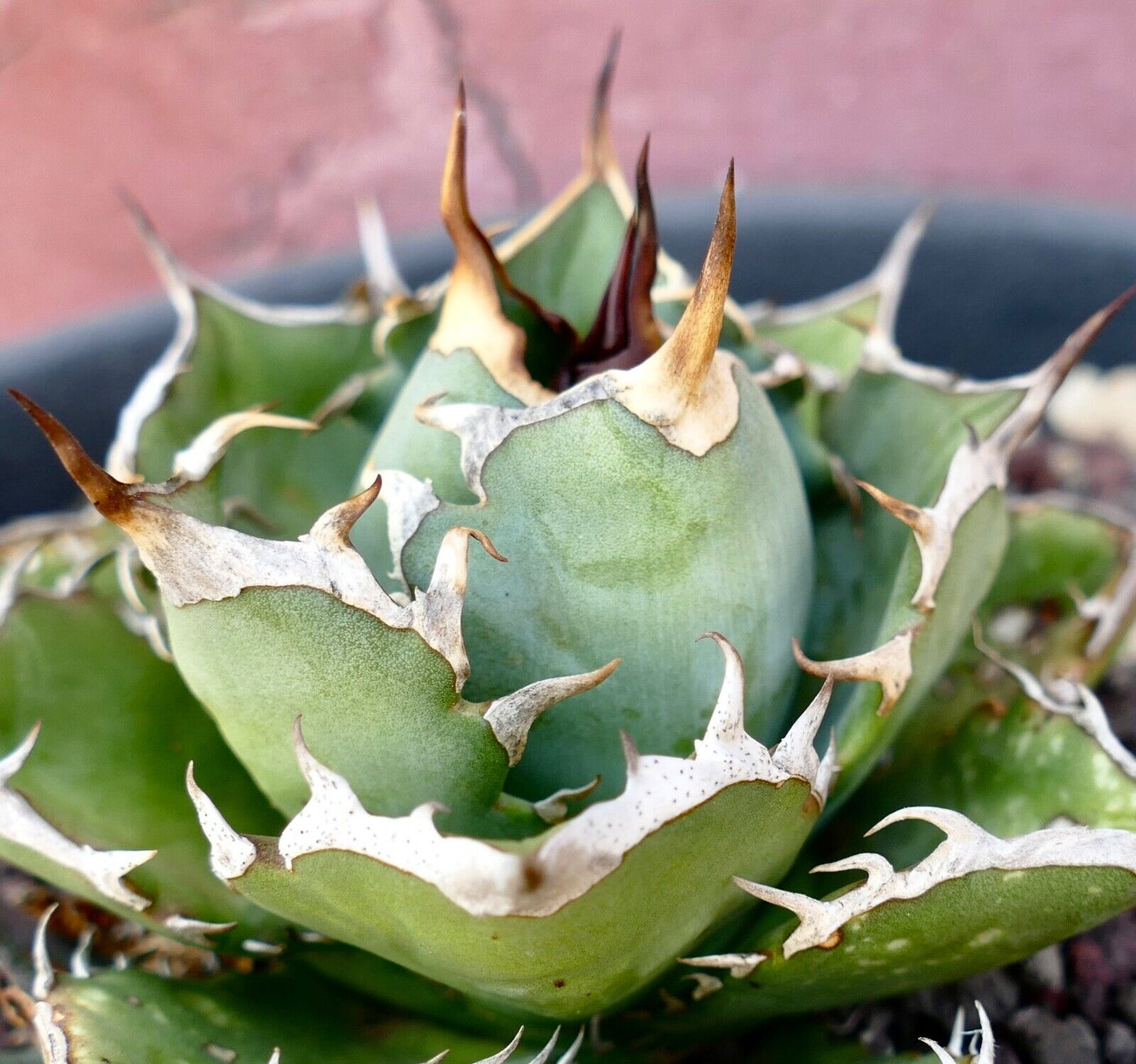 Agave titanota C81A