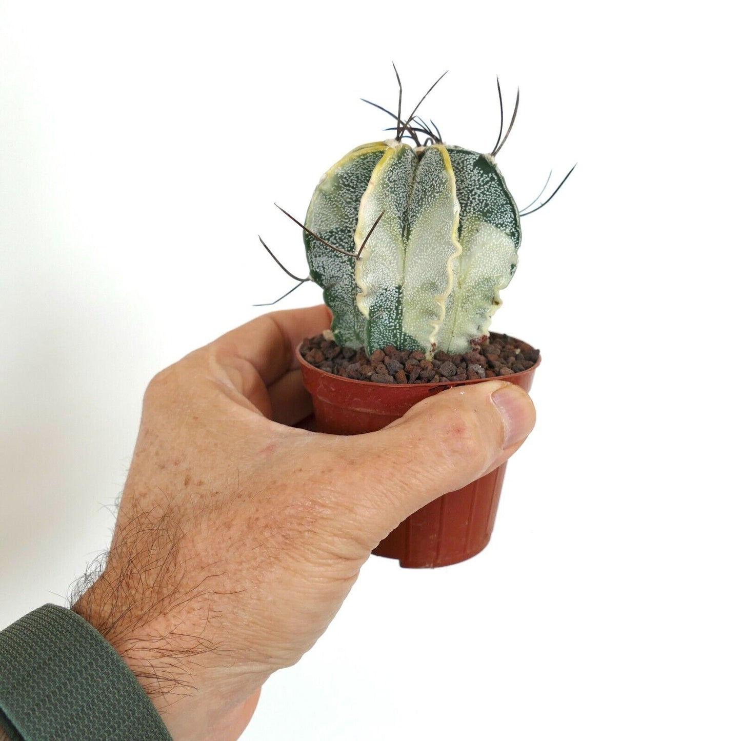 Astrophytum capricorne crassispinum YELLOW WHITE VARIEGATED TL4