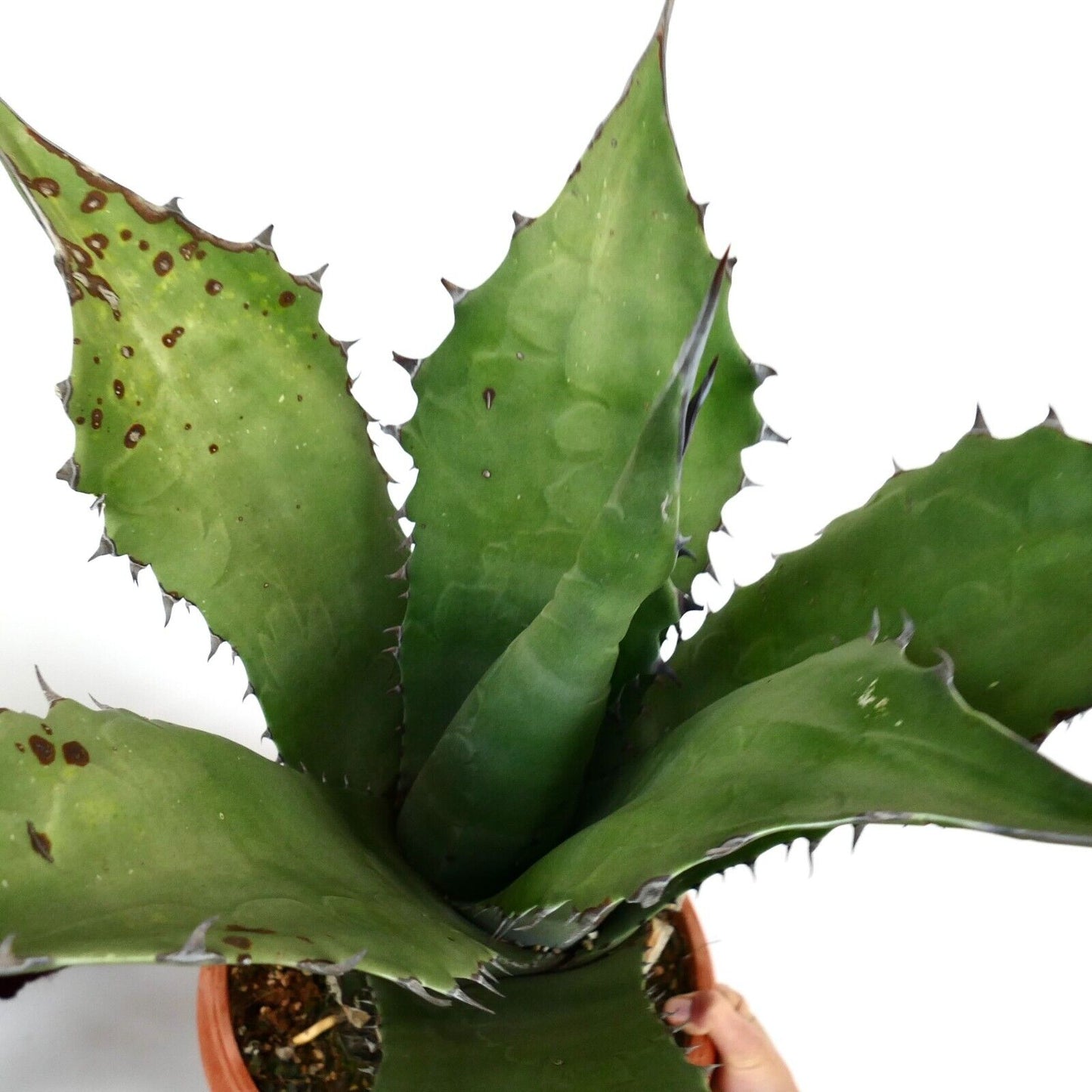 Agave ferox clone OLYMPIA (ex Van Dyck, Netherlands)