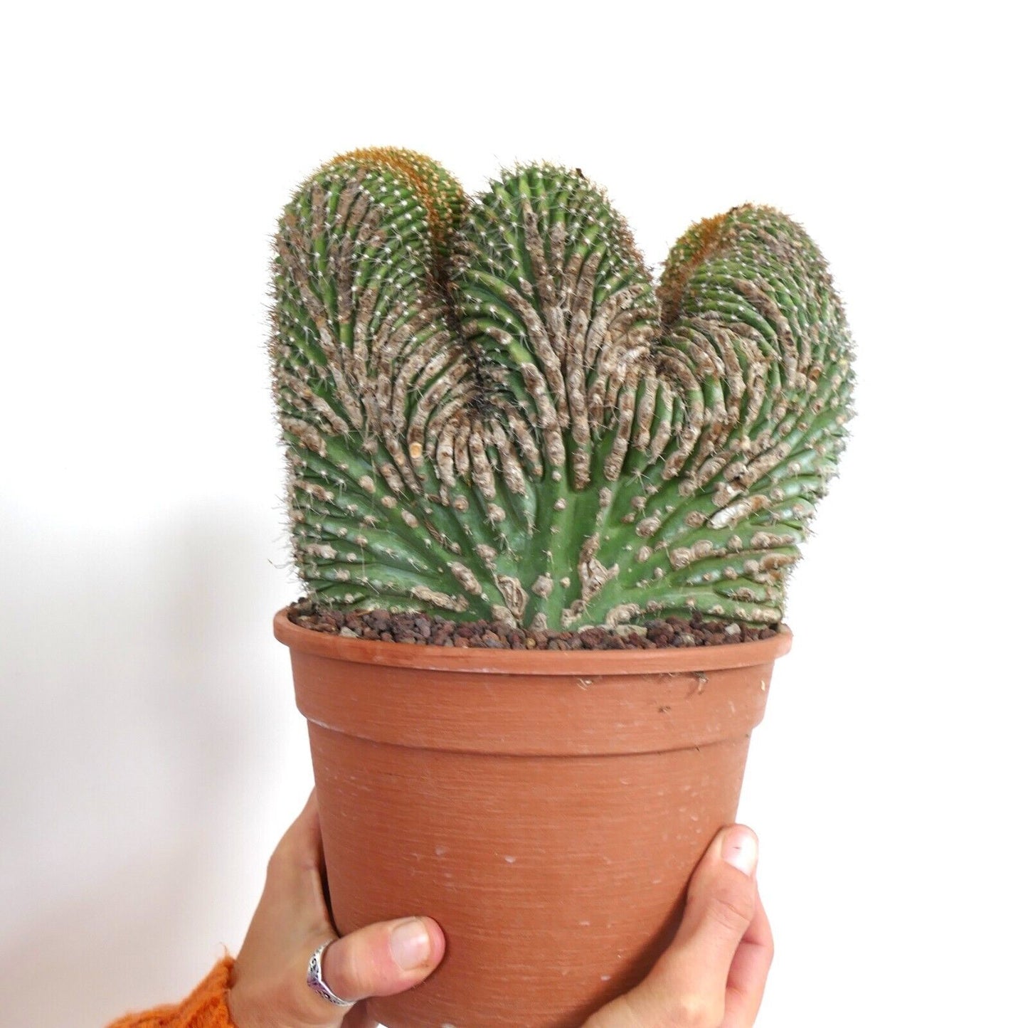 Carnegiea polylopha CRESTED SAGUARO 15HD