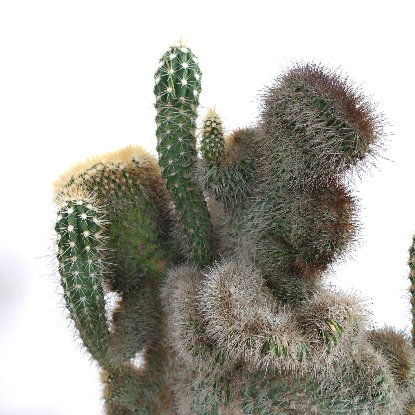 Pachycereus pringlei CRESTED & NORMAL shape N23