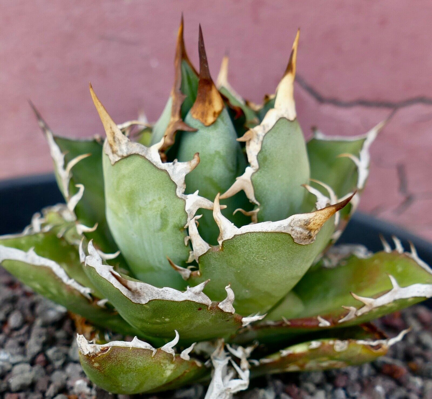 Agave titanota clone PANCOTTI 10B