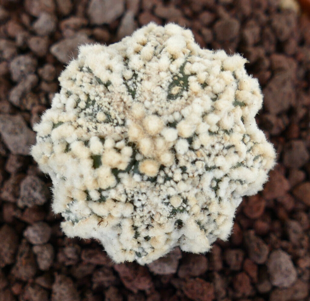 Astrophytum asterias cv HANAZONO SUPER STAR SHAPE WH7