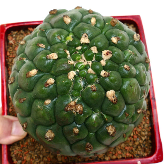 Gymnocalycium saglionis cv HULK nudum monstruosus