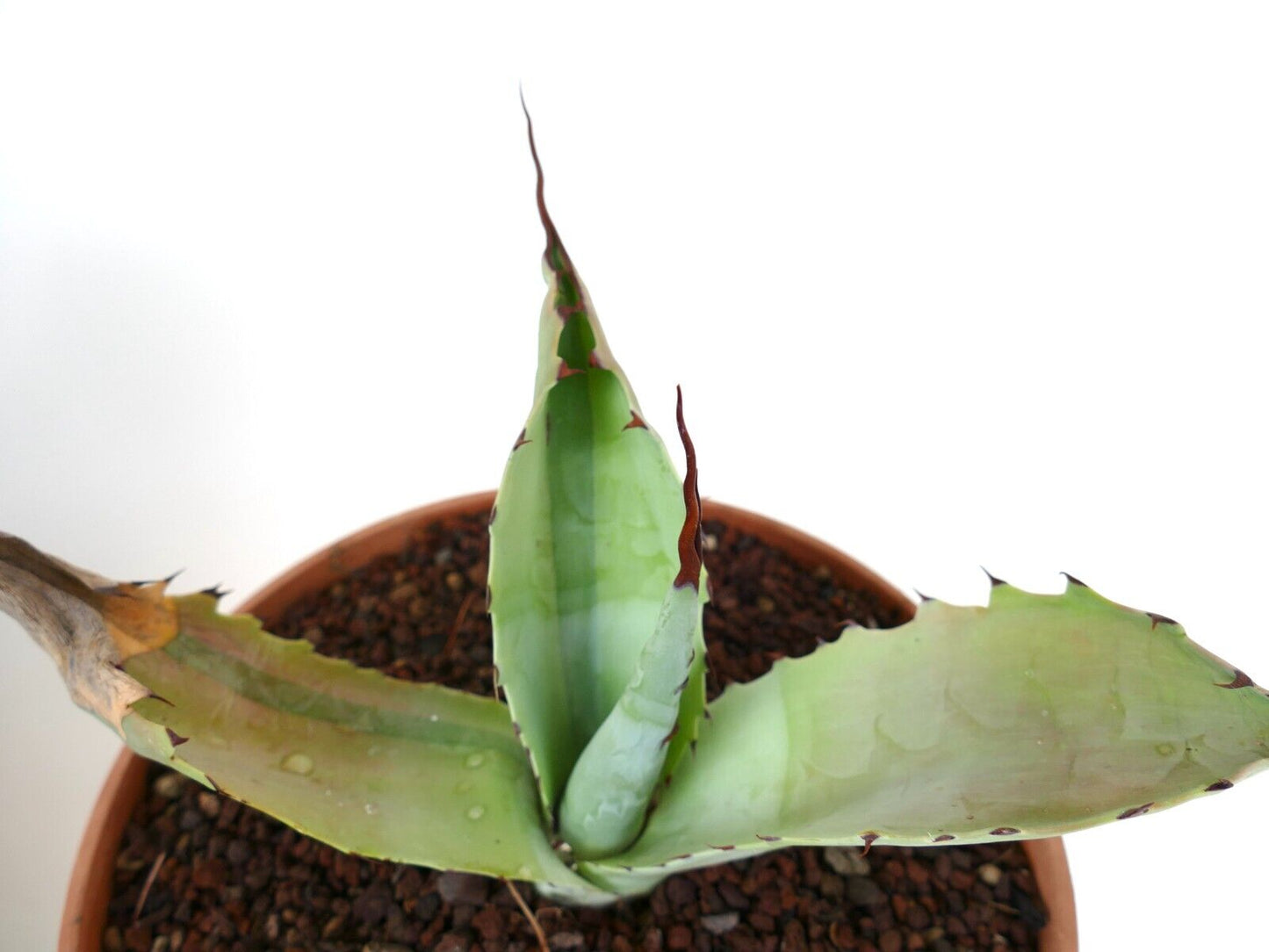 Agave bovicornuta X Agave utahensis (Mr Corsi) VARIEGATED N13