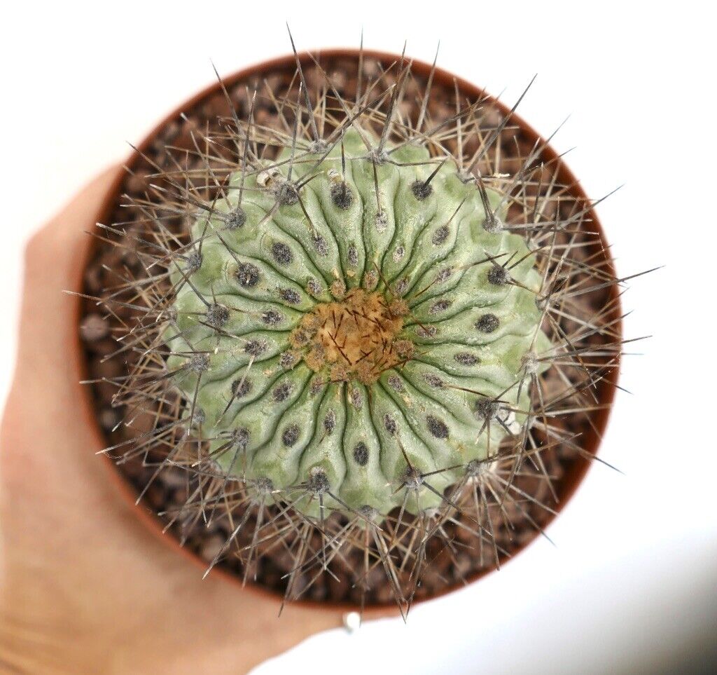 Copiapoa serpentisulcata (GRAFTED) RP77