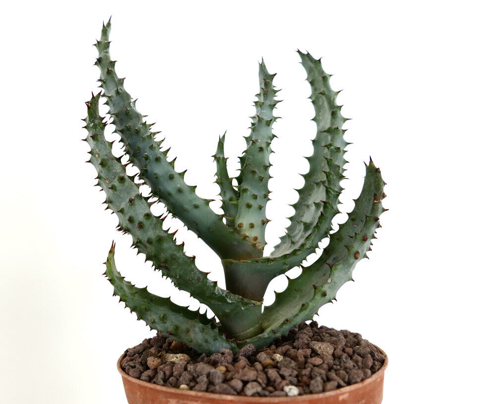 Aloe marlothii 9198