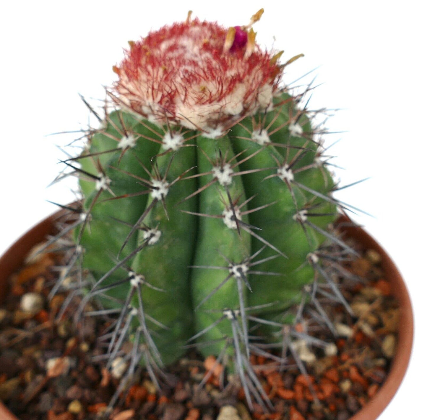 Melocactus actinacanthus Rio Alabama AB60