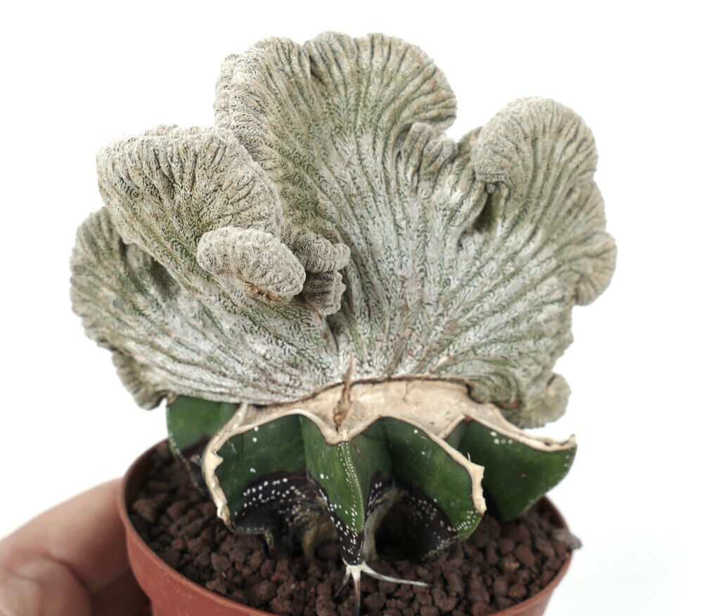 Astrophytum coahuilense THIN FORM CRESTED I7LM