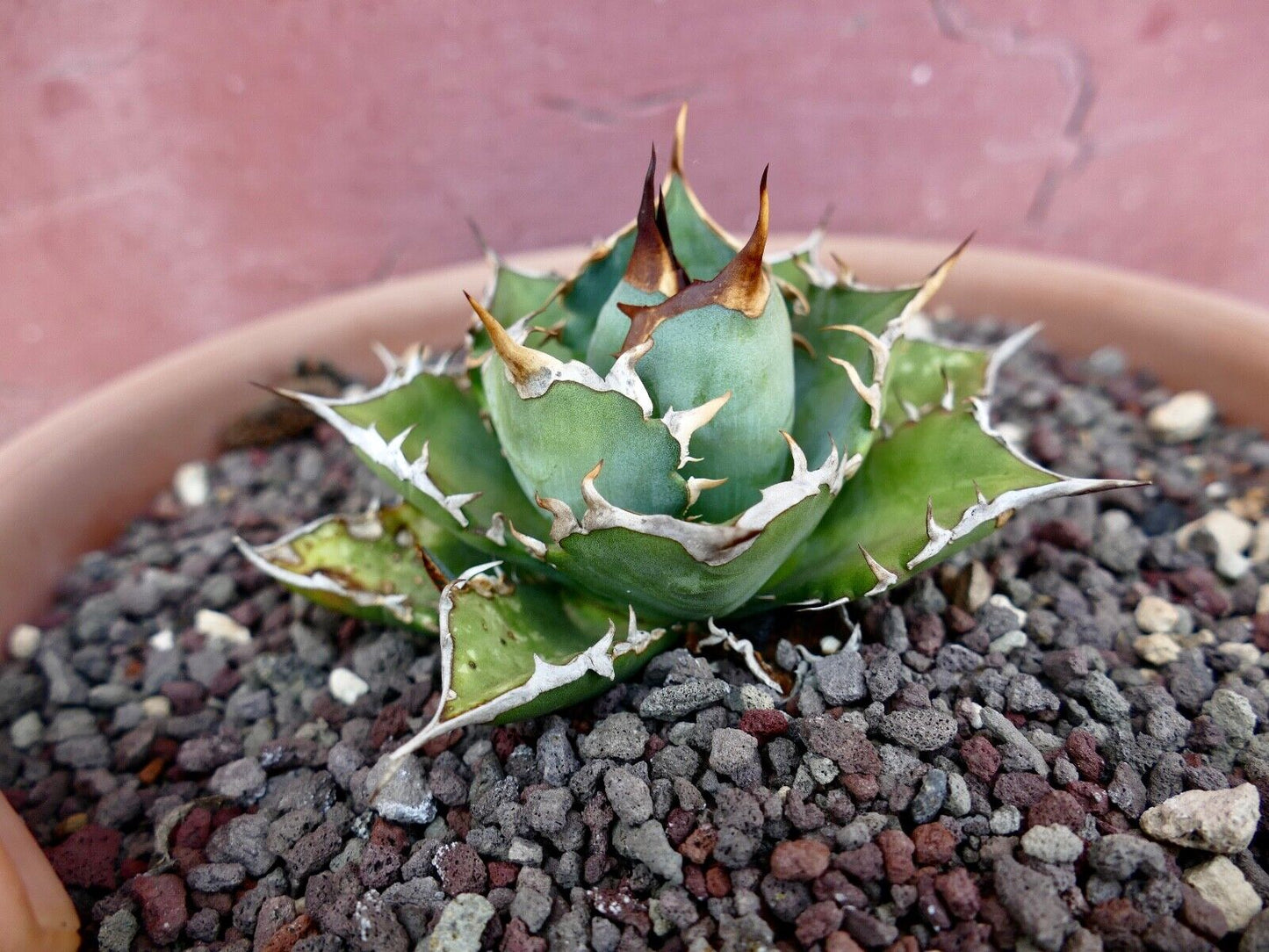 Agave titanota COMPACT & WILD STRONG SPINES 95L