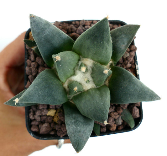 Ariocarpus trigonus X retusus (unusual final spine) HYBRID M5