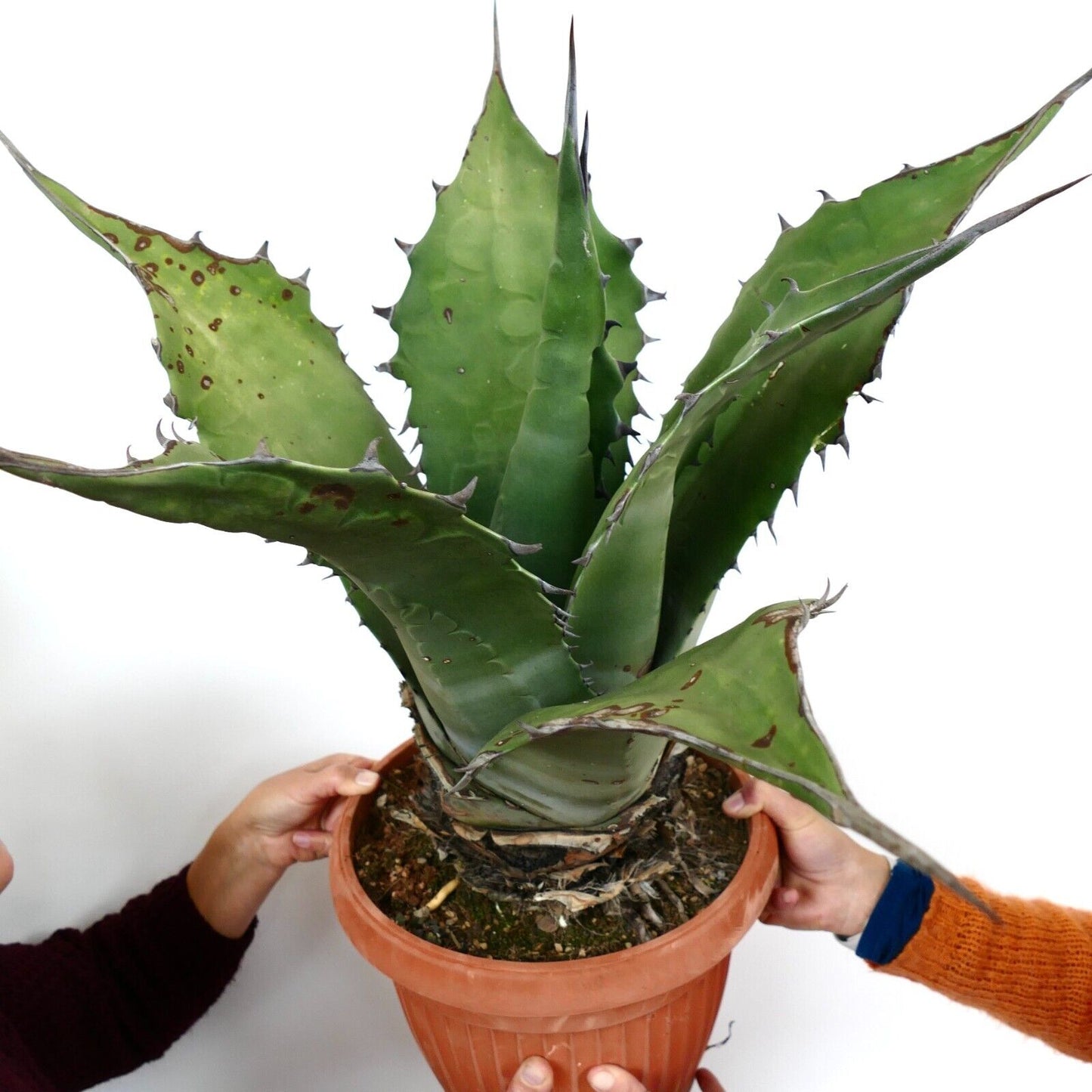 Agave ferox clone OLYMPIA (ex Van Dyck, Netherlands)