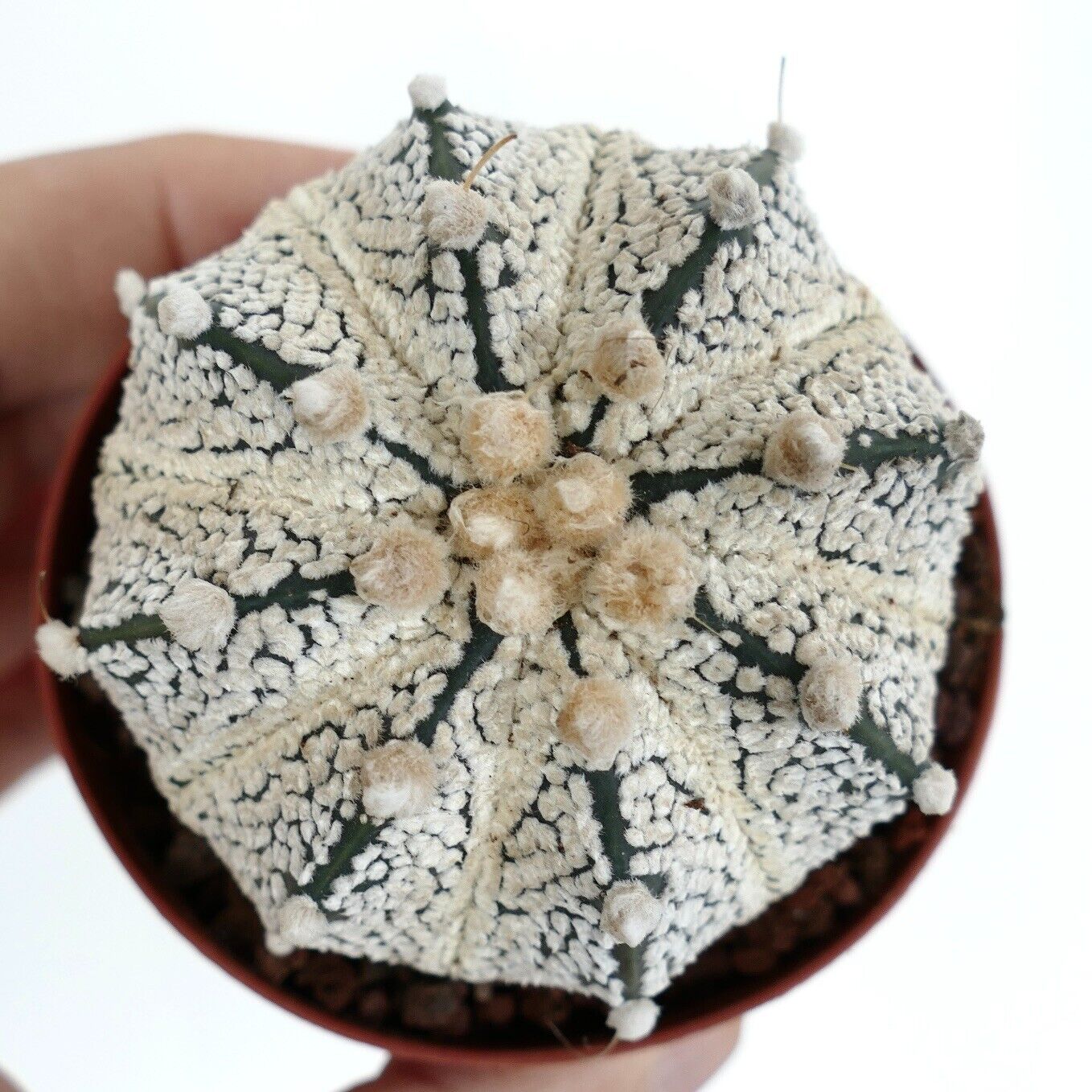 Astrophytum SUPERKABUTO x COAHUILENSE hybrid VV101