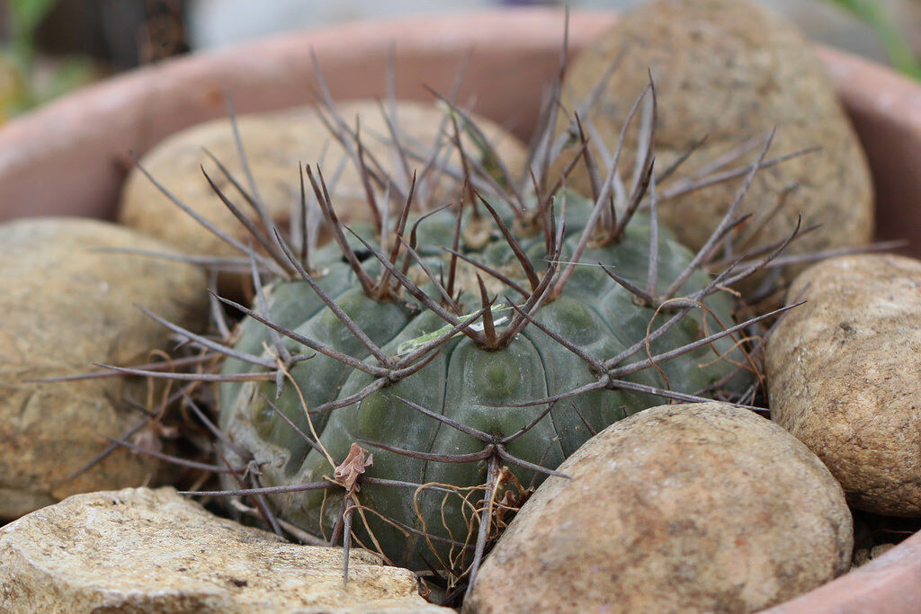 Gymnocalycium castellanosii SEEDS