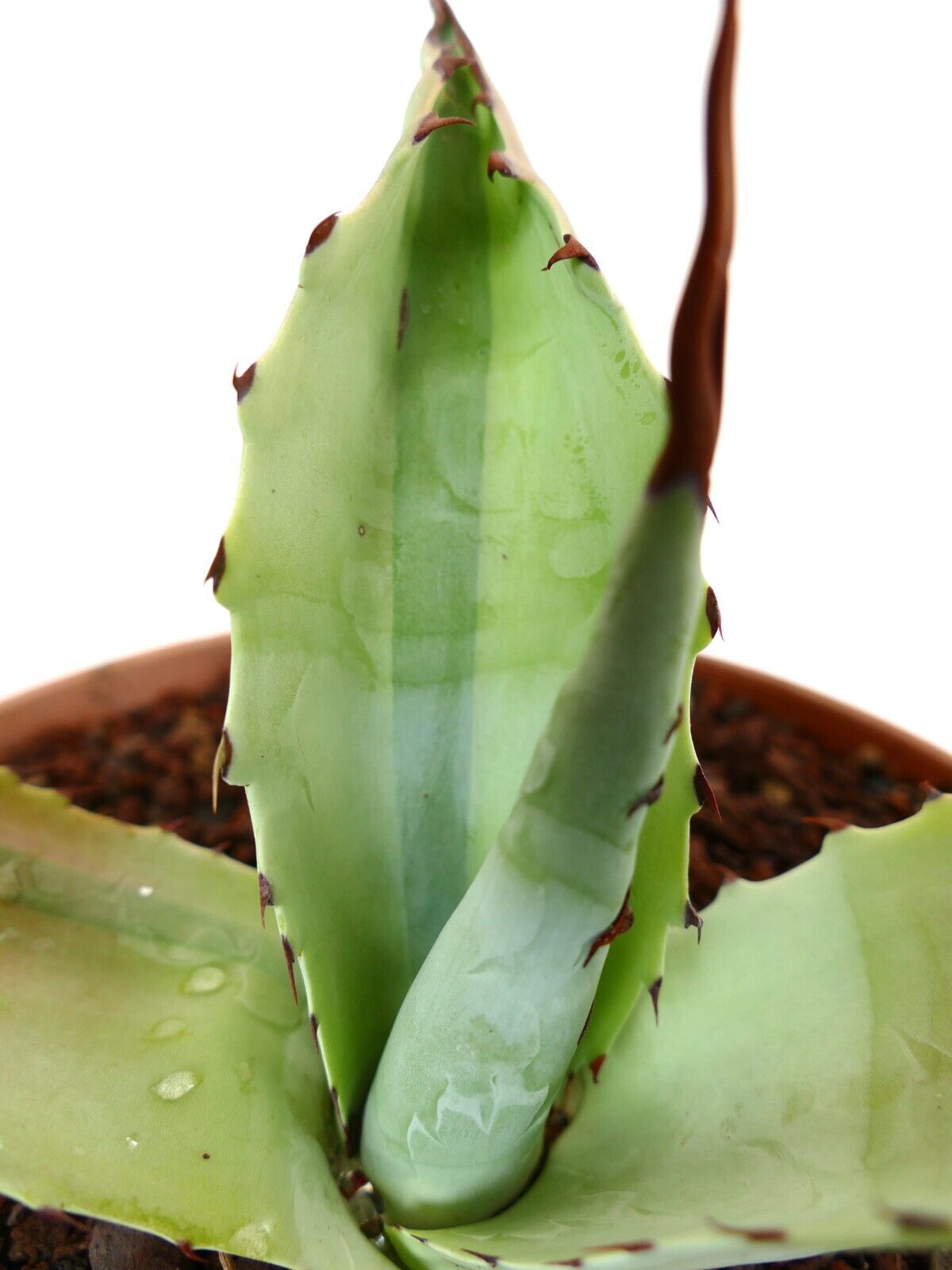 Agave bovicornuta X Agave utahensis (Mr Corsi) VARIEGATED N13